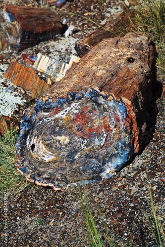 Petrified Forest National Park, Skamieniały Las, USA