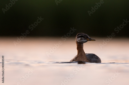 Roodhalsfuut, Red-necked Grebe, Podiceps grisegena grisegena photo