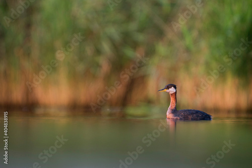 Roodhalsfuut, Red-necked Grebe, Podiceps grisegena grisegena photo