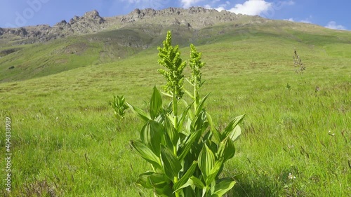 White Hellebore (Veratrum lobelianum) on dry upland meadows of North Caucasus. Perennial plant (life 50 years), medicinal (tinctures of hellebore, antipyretic agent), poisonous, insecticidal plant
 photo