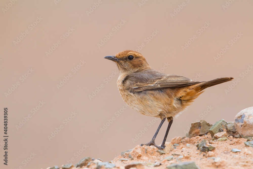 Roodstuittapuit, Red-rumped Wheatear, Oenanthe moesta moesta Roodstuittapuit, Red-rumped Wheatear, Oenanthe moesta moesta