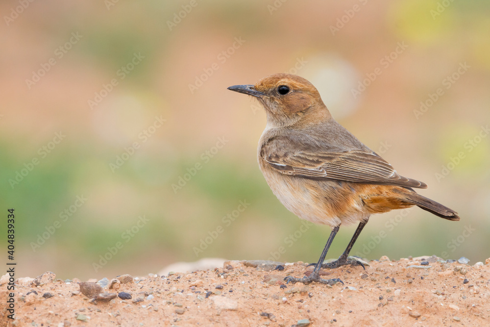 Roodstuittapuit, Red-rumped Wheatear, Oenanthe moesta moesta Roodstuittapuit, Red-rumped Wheatear, Oenanthe moesta moesta