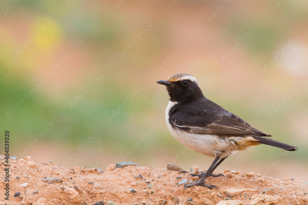 Roodstuittapuit, Red-rumped Wheatear, Oenanthe moesta moesta Roodstuittapuit, Red-rumped Wheatear, Oenanthe moesta moesta