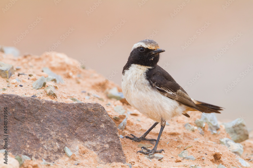 Obraz premium Roodstuittapuit, Red-rumped Wheatear, Oenanthe moesta moesta