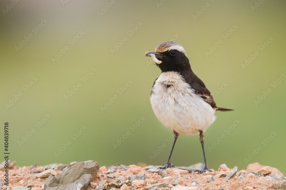 Fototapeta premium Roodstuittapuit, Red-rumped Wheatear, Oenanthe moesta moesta