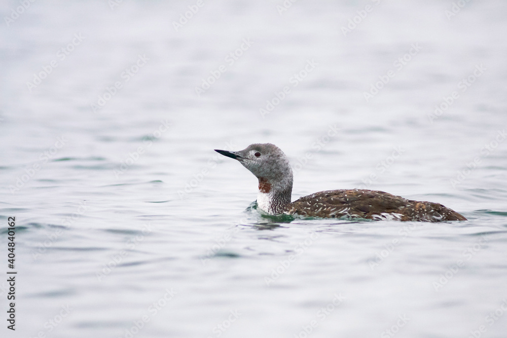 Fototapeta premium Roodkeelduiker, Red-throated Diver, Gavia stellata