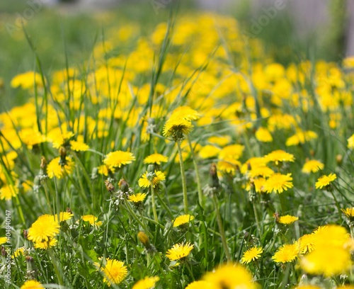 Spring flowers. A field of dandelions.