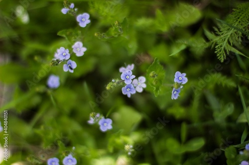 blue flowers in the garden