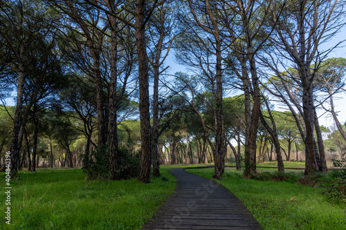 forest landscape with long wooden boardwalk leading through the middle of it