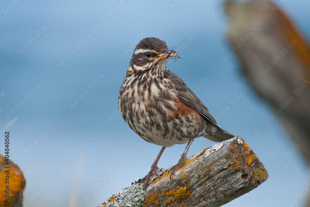 Redwing, Koperwiek, Turdus iliacus ssp. coburni Redwing, Koperwiek, Turdus iliacus ssp. coburni