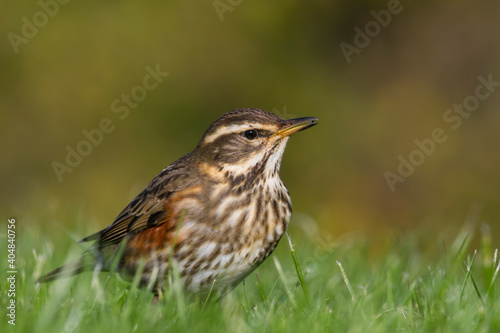 Koperwiek, Redwing, Turdus iliacus iliacus