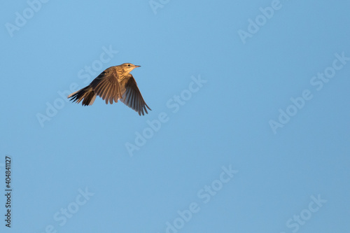 Grote Pieper  Richard s Pipit  Anthus richardi richardi