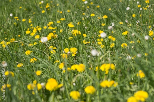 Spring flowers. A field of dandelions.