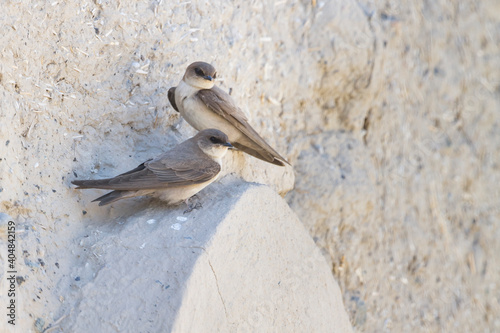 Kaapse Rotszwaluw, Rock Martin, Ptyonoprogne fuligula fuligula photo