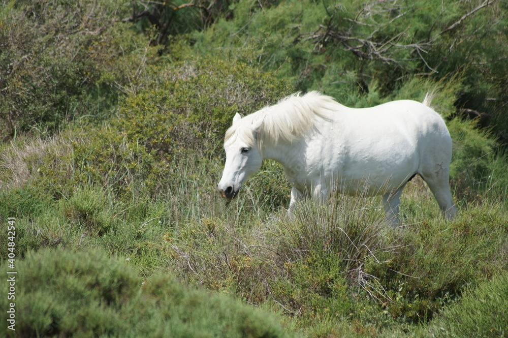 Obraz premium Wild horses.