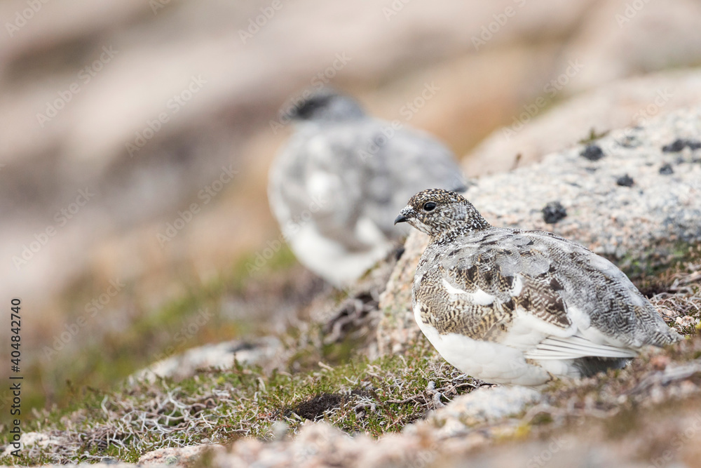 Scottish Rock Ptarmigan, Lagopus muta millaisi