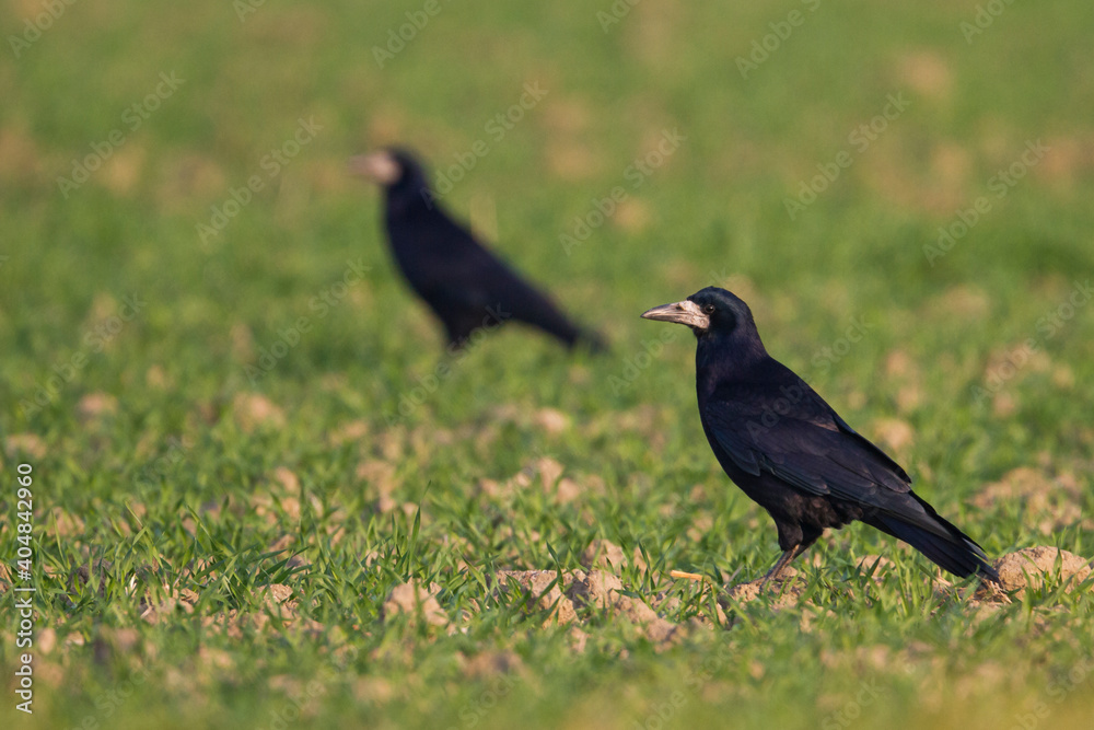 Roek, Rook, Corvus frugilegus Roek, Rook, Corvus frugilegus