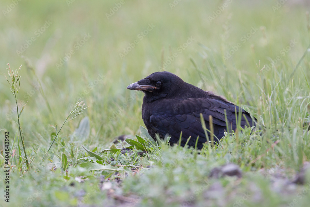Roek, Rook, Corvus frugilegus