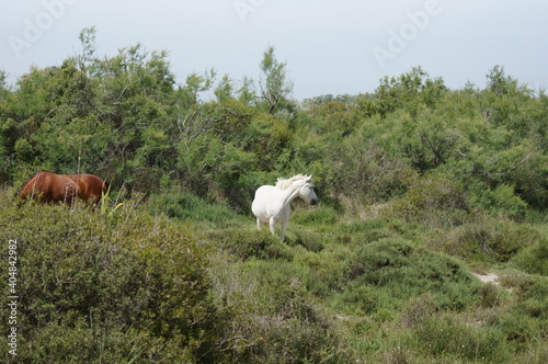 Wild horses.