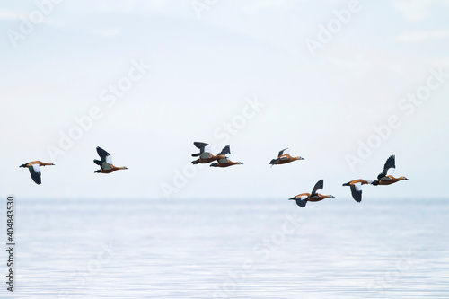 Casarca, Ruddy Shelduck ,Tadorna ferruginea photo