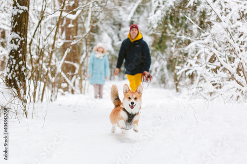 Fototapeta Naklejka Na Ścianę i Meble -  Well dressed happy girl and man with Corgi dog outdoors in winter. Pets, people and season concept. Cheerful couple having fun in park