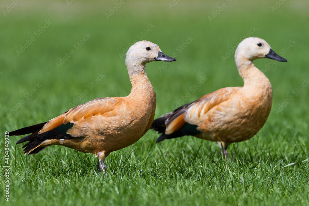 Casarca, Ruddy Shelduck, Tadorna ferruginea Casarca, Ruddy Shelduck, Tadorna ferruginea