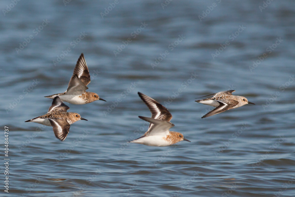 Drieteenstrandloper, Sanderling, Calidris alba Drieteenstrandloper, Sanderling, Calidris alba
