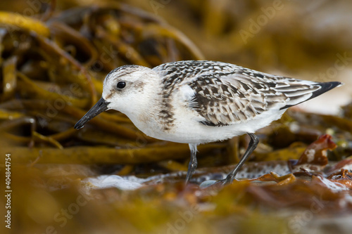 Drieteenstrandloper, Sanderling, Calidris alba photo