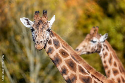 Two Rothschild giraffes, Giraffa camelopardalis rothschildi, against autumn foliage background.