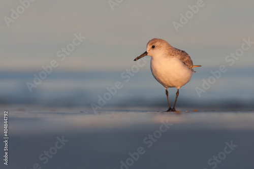 Drieteenstrandloper, Sanderling, Calidris alba photo