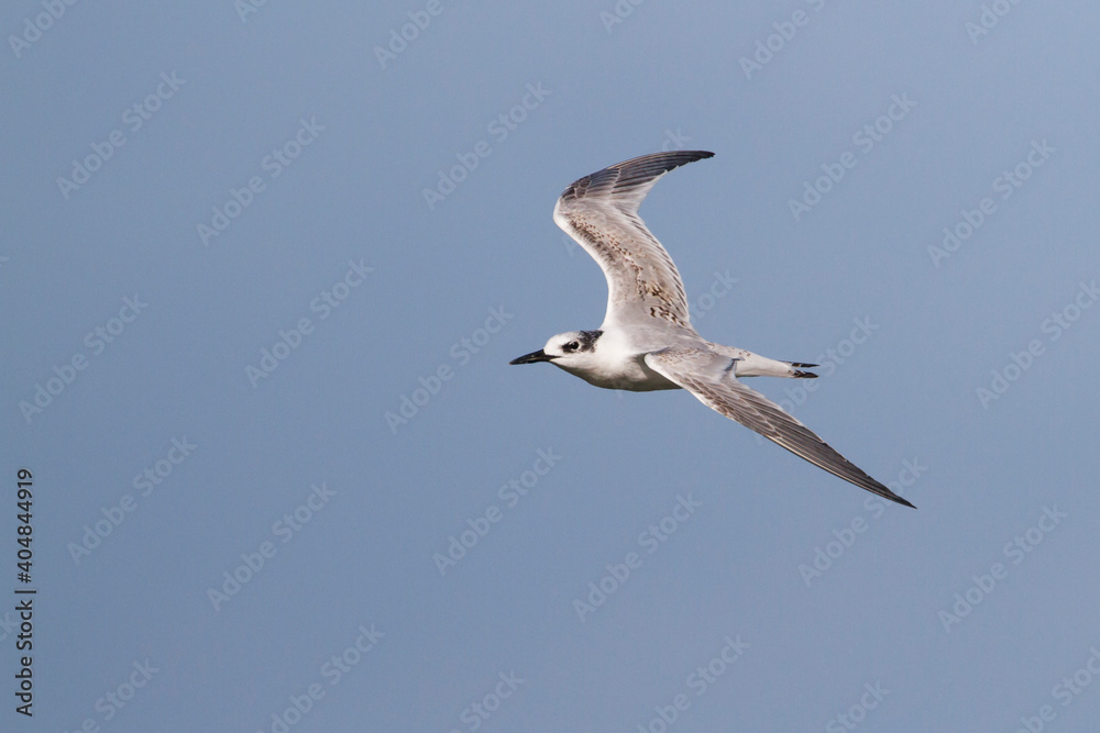 Grote Stern, Sandwich Tern, Sterna sandvicensis Grote Stern, Sandwich Tern, Sterna sandvicensis