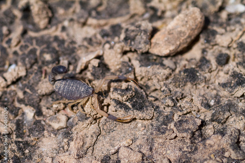 Scorpion species  Oman