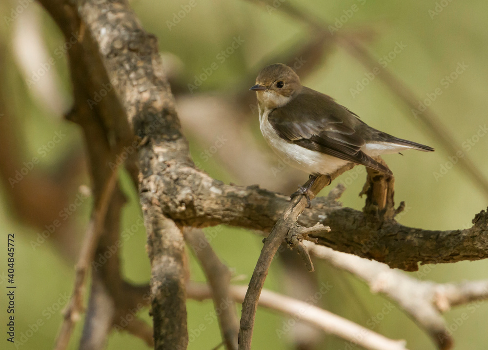 Balkanvliegenvanger, Semicollared Flycatcher, Ficedula semitorquata Balkanvliegenvanger, Semicollared Flycatcher, Ficedula semitorquata
