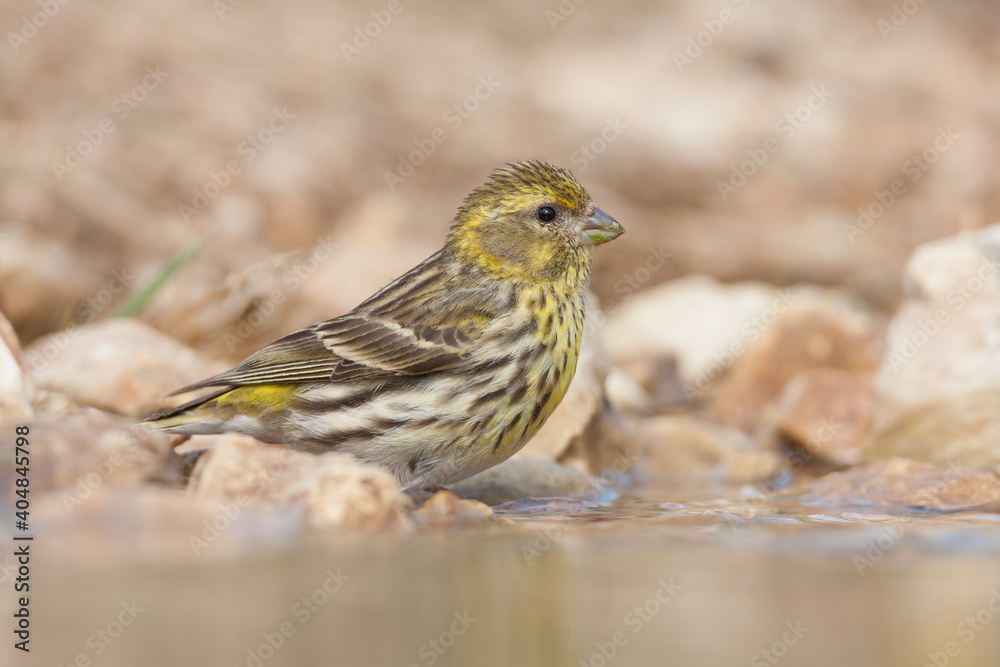 European Serin, Europese Kanarie, Serinus serinus European Serin, Europese Kanarie, Serinus serinus