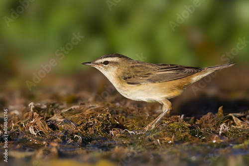 Rietzanger, Sedge Warbler, Acrocephalus schoenobaenus photo