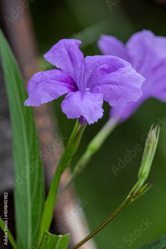 Blooming purple flowers of Mexican petunia, Mexican bluebell or Britton's wild petunia (Ruellia simplex)