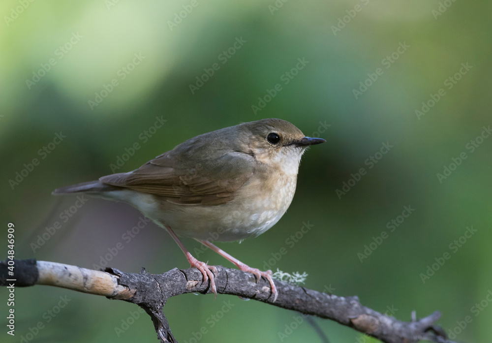 Blauwe Nachtegaal, Siberian Blue Robin, Larvivora cyane cyane Blauwe Nachtegaal, Siberian Blue Robin, Larvivora cyane cyane