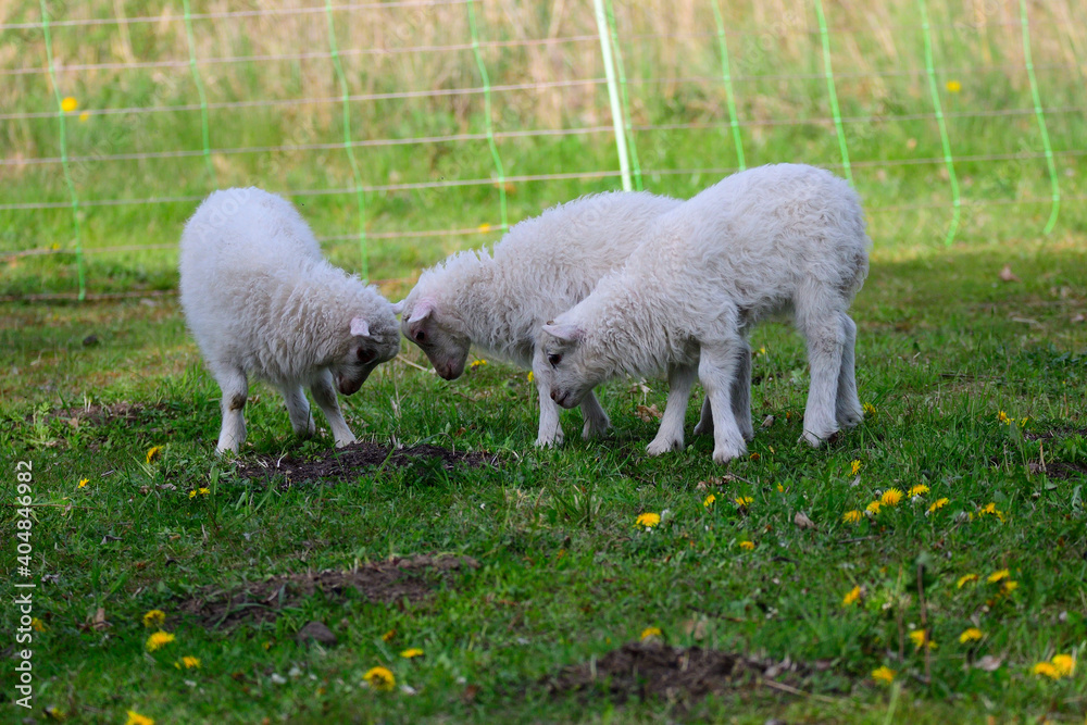 Obraz premium Die Ostpreußische Skudde mit Lamm 