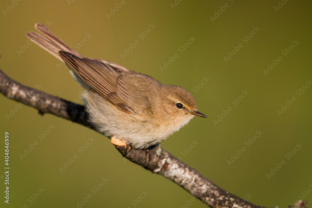 Fototapeta premium Siberische Tjiftjaf, Siberian Chiffchaff, Phylloscopus (collybita) tristis