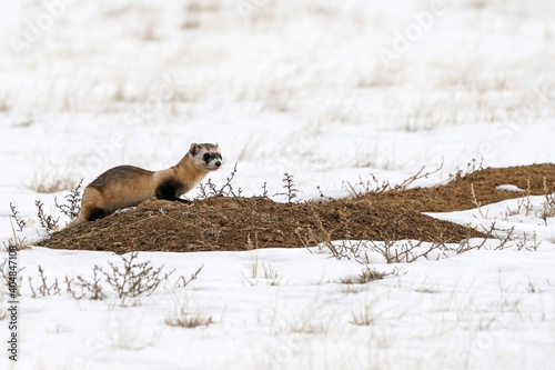 Photography Black-footed Ferret - In the wild
