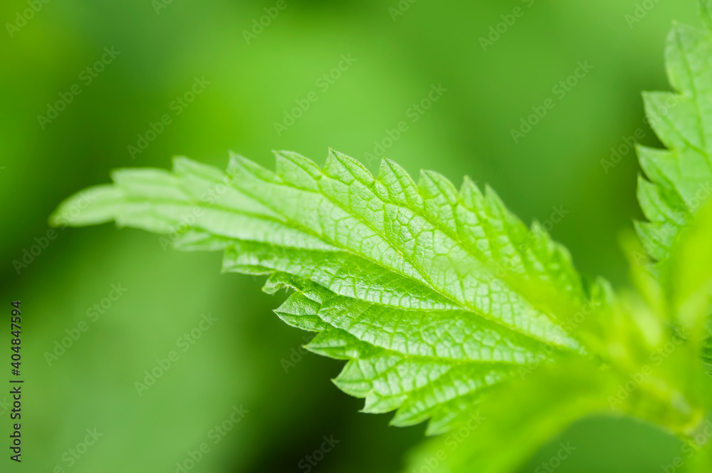 Macro detail of green abstract nettle leaf background growing in the garden. Close-up of Stinging Nettle - Urtica dioica - plant. Shallow DOF. Organic farming, healthy food, BIO viands, back to nature Macro detail of green abstract nettle leaf background growing in the garden. Close-up of Stinging Nettle - Urtica dioica - plant. Shallow DOF. Organic farming, healthy food, BIO viands, back to nature