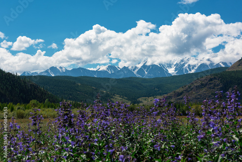 Summer landscape in Altai mountains - flowering meadows and fields against a background of mountains