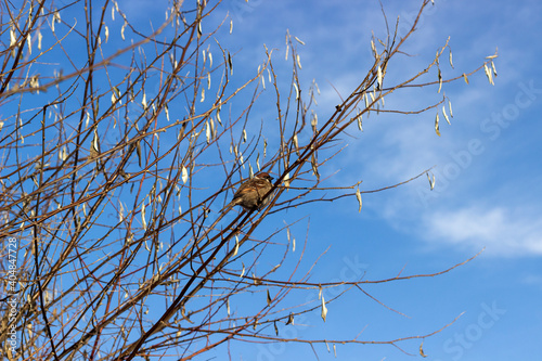 sparrow on bush branches in winter