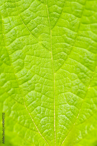 Macro detail of green abstract nettle leaf background growing in the garden. Close-up of Stinging Nettle - Urtica dioica - plant. Shallow DOF. Organic farming, healthy food, BIO viands, back to nature