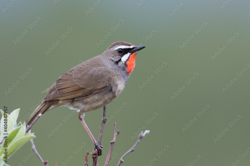 Roodkeelnachtegaal, Siberian Rubythroat, Luscinia calliope Roodkeelnachtegaal, Siberian Rubythroat, Luscinia calliope