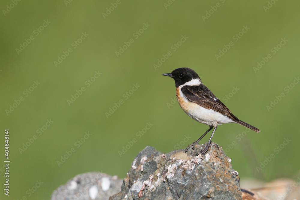 Obraz premium Aziatische Roodborsttapuit, Siberian Stonechat, Saxicola maurus