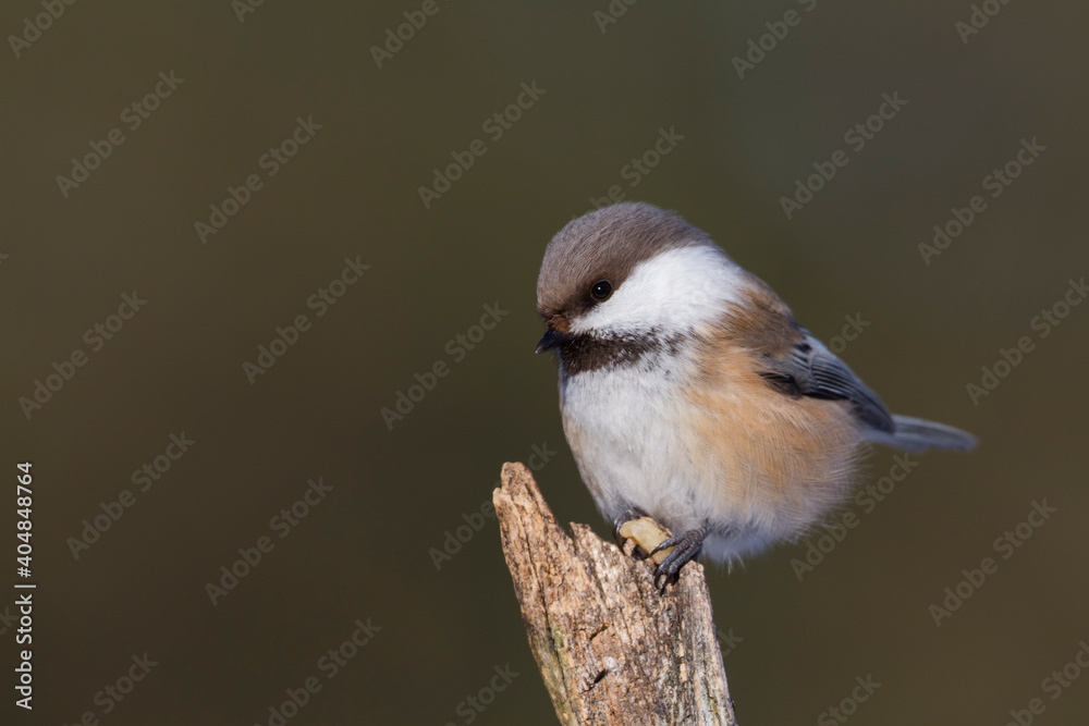 Ταπετσαρία Bruinkopmees, Siberian Tit, Poecile cinctus