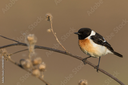 Aziatische Roodborsttapuit, Siberian Stonechat, Saxicola maurus photo