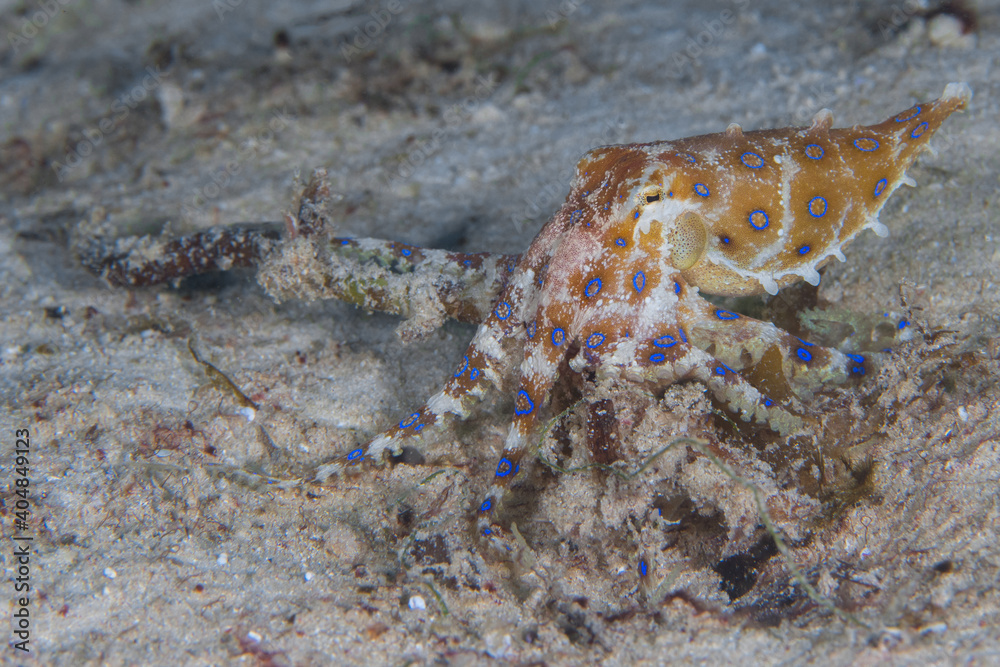  Blue ring octopus swimming and showing off in different positions - Hapalochlaena