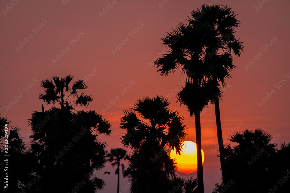 Silhouette Palm Tree Sunset. tropical sunset background